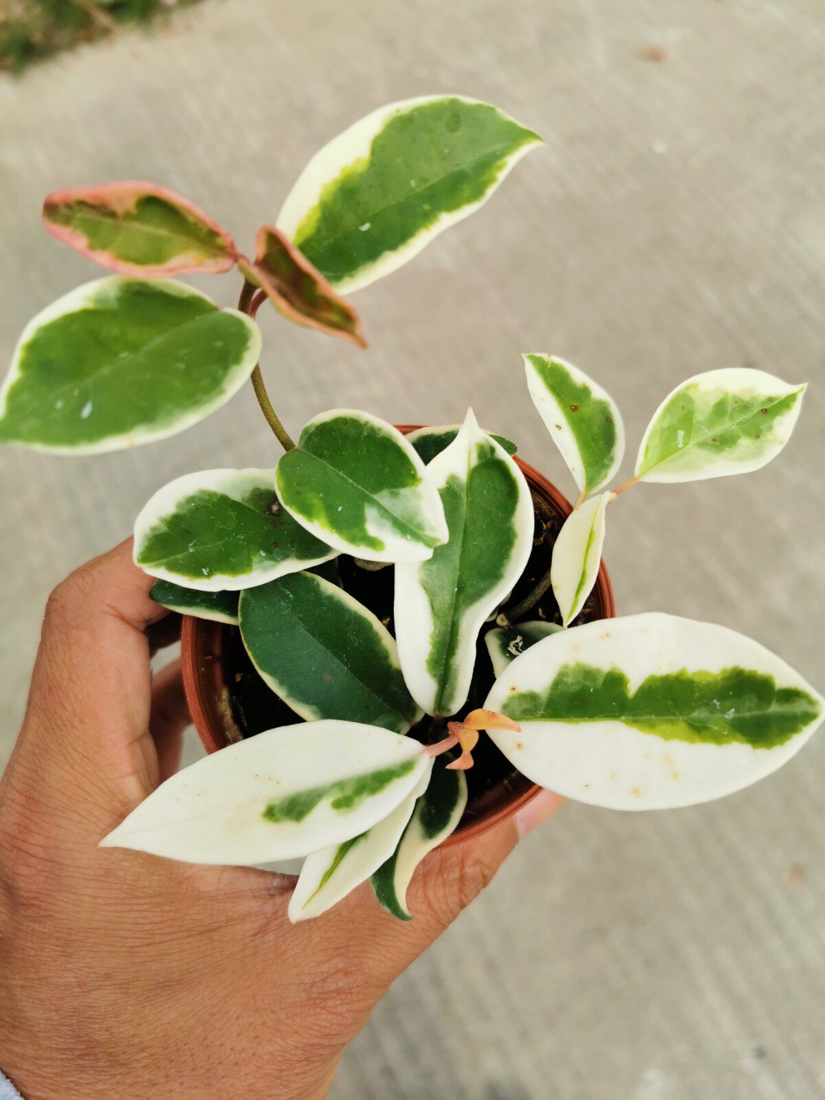 球兰锦盆栽花叶球兰垂吊球兰好养开花阳台三色球兰