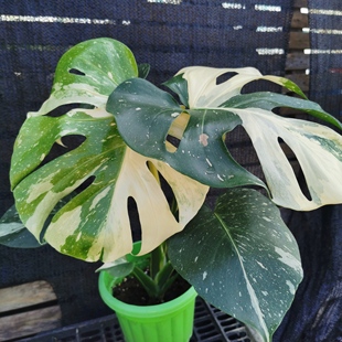 白龟洒金龟背竹白锦龟背竹白龟室内锦化龟背竹绿植盆栽