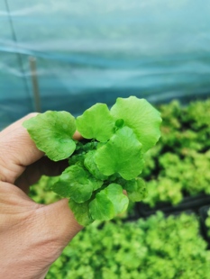 进口贯众蕨小苗微景观植物造景植物微植物人工繁殖