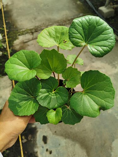 大吴风草盆栽活血植物提神带优质