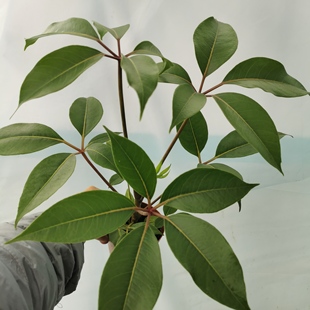 日本大叶伞植物网红小盆栽桌面室内办公室老桩四季盆景