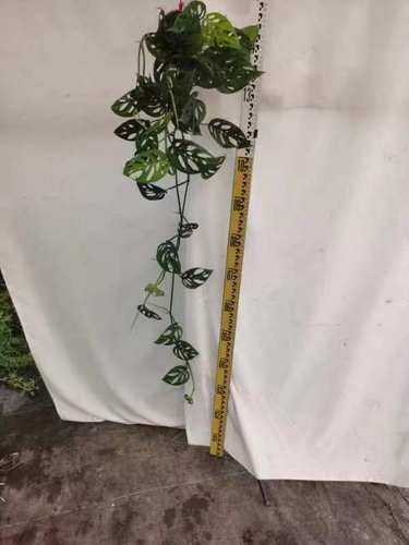 仙洞龟背竹窗孔多孔四季常绿盆栽