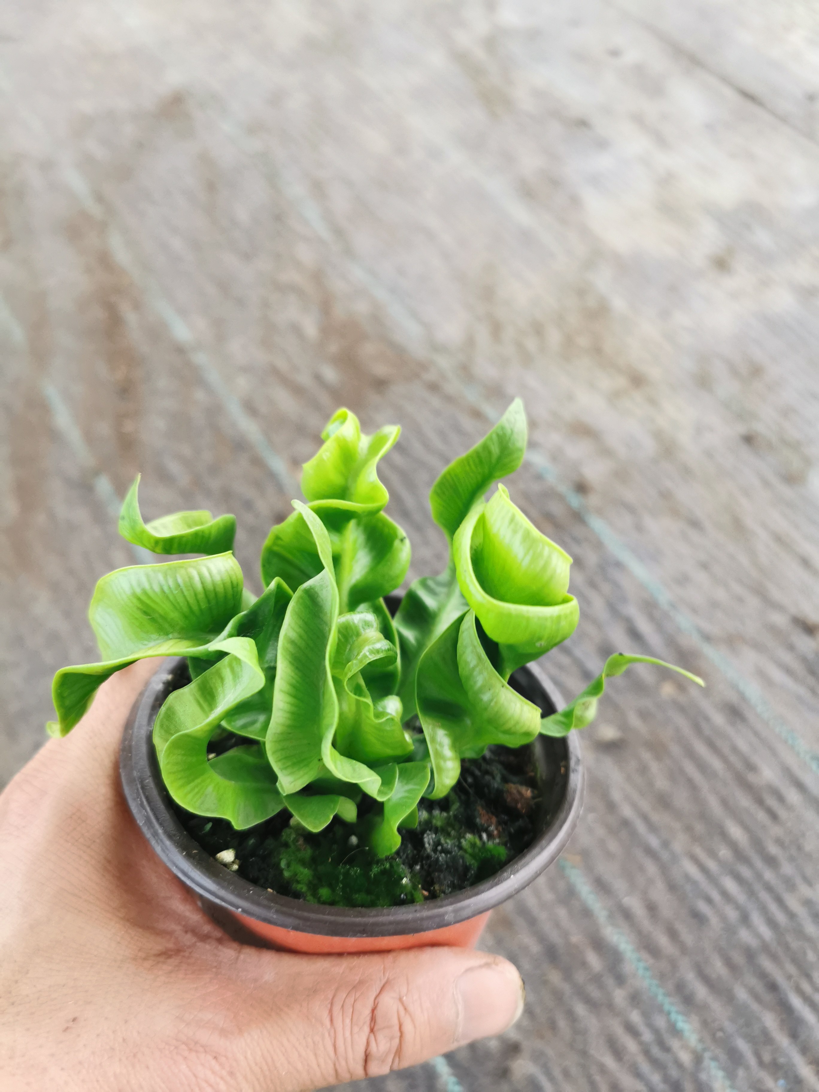 卷叶蕨盆栽室内办公桌面客厅吸净化空气观叶绿植易活,鲜花速递/花卉仿真/绿植园艺,绿植,淘宝优惠券,粉丝福利购,淘宝优惠卷