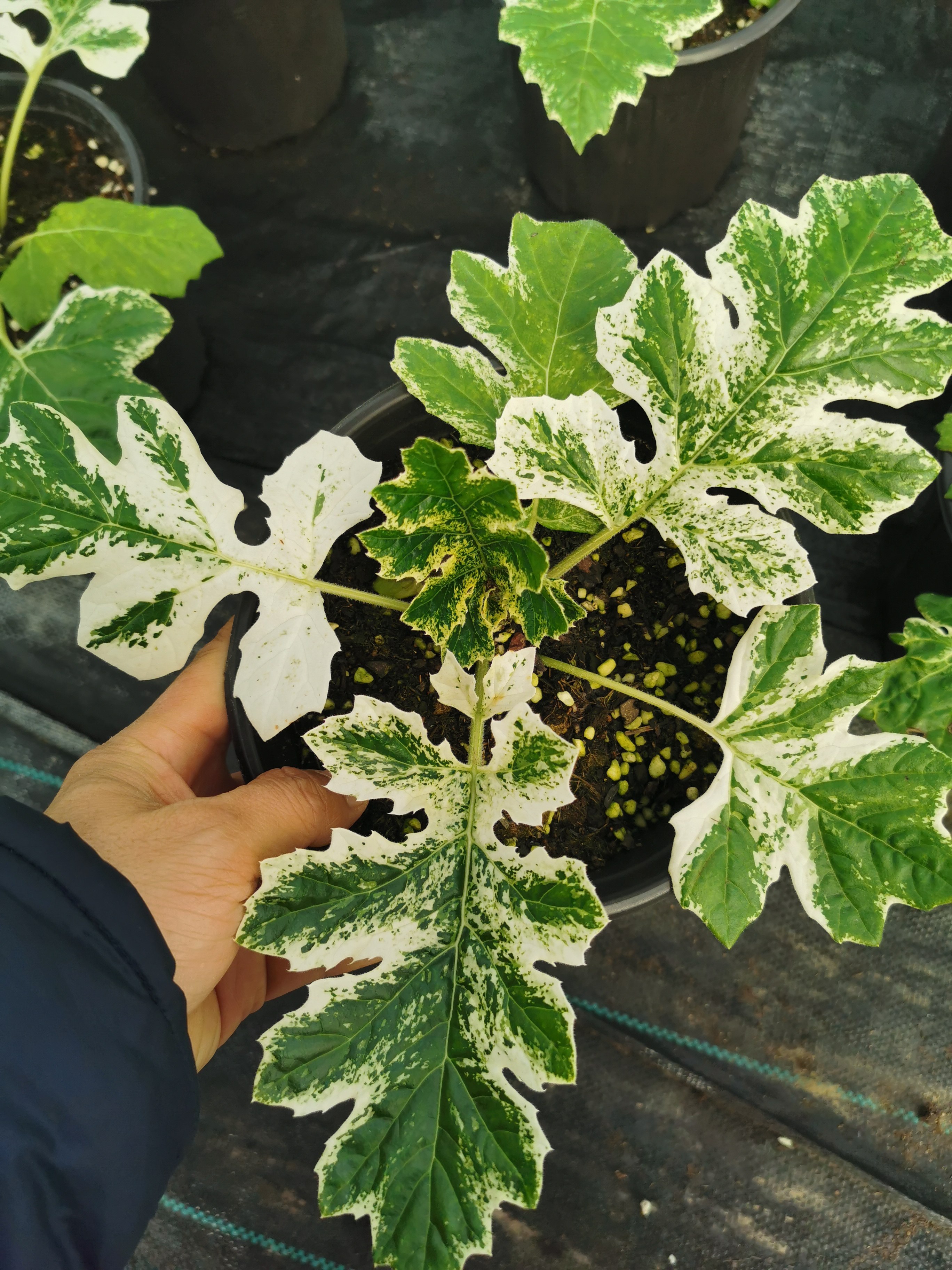 花叶茛力花盆栽白浪可赏花叶1加仑时令草本花卉花园庭院易养殖
