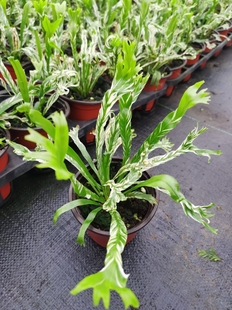 白月光蕨花叶鹿角鸟巢蕨盆栽进口花叶鸟巢蕨后四图是现在实物图