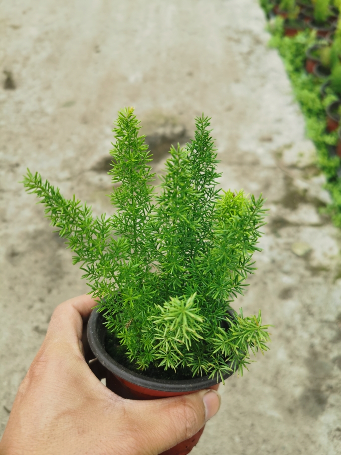 迷你狐尾天门冬盆栽雨林植物微景观植物造景植物