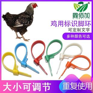 支持定制 给鸡做记号用脚环 鸡脚环圈扎带式 可调节大小家禽脚环