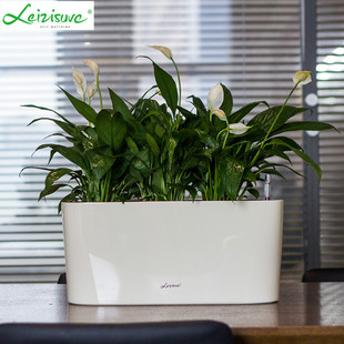 窗台花盆长方形窄长条型桌面无孔不漏水塑料仿水泥郁金香土培花盆