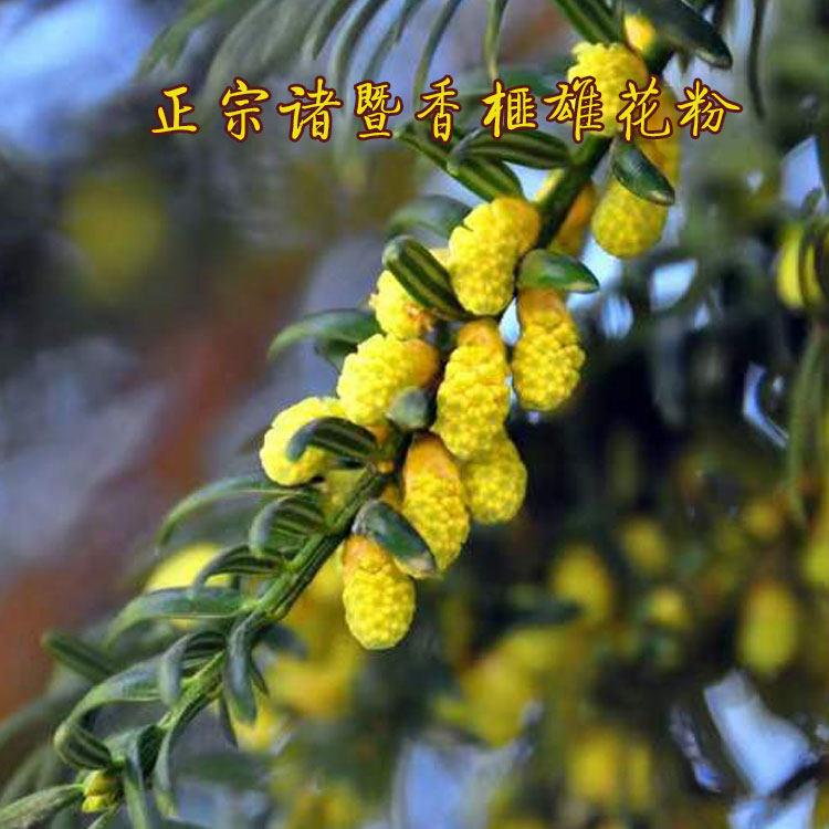 2026年诸暨香榧雄花粉 人工授粉小香榧雄树苗 香榧雌苗