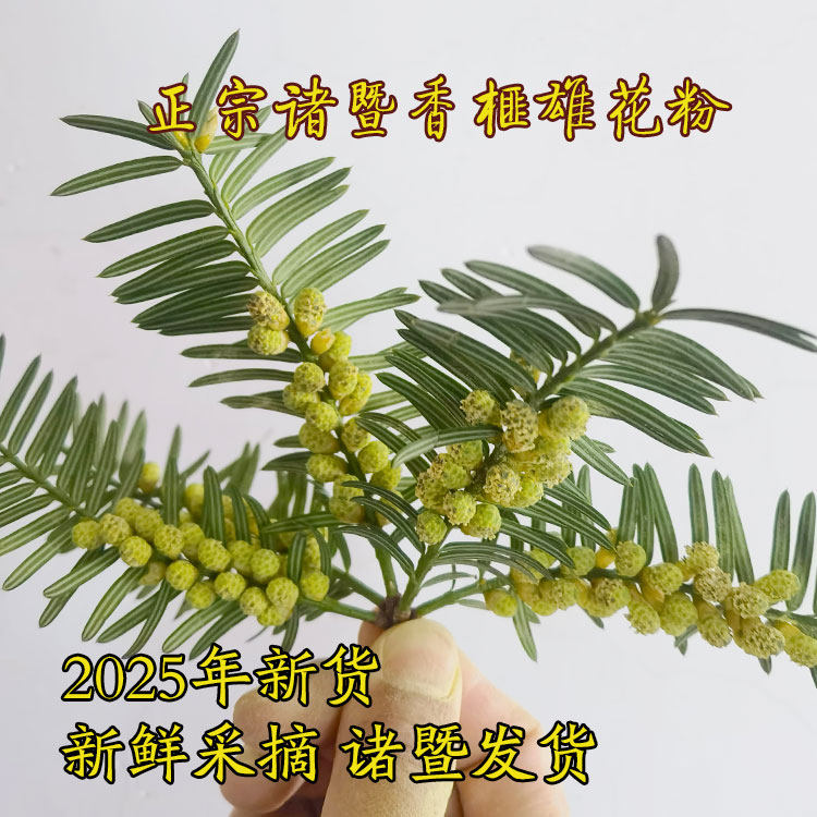 2025年诸暨香榧雄花粉 香榧苗雄树 香榧雄花雌花活性好人工授粉