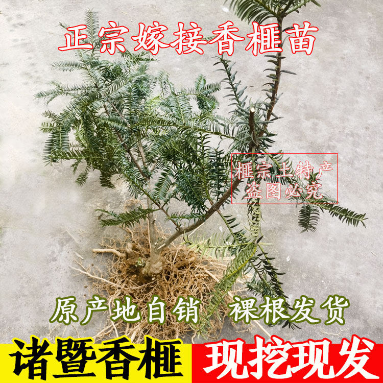 2026年枫桥香榧公树苗 香榧雌苗 嫁接苗地栽盆景苗 根须多活性好