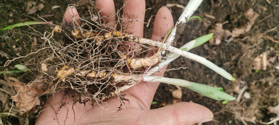 春季山野菜苗可食用绿植,山糜子山苞米,山菠菜50棵