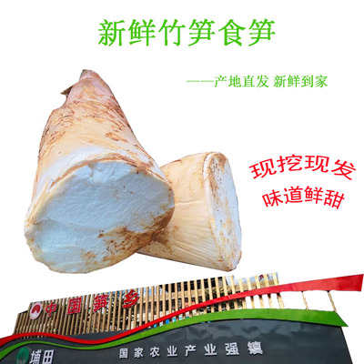 埔田竹笋新鲜现挖现发麻笋