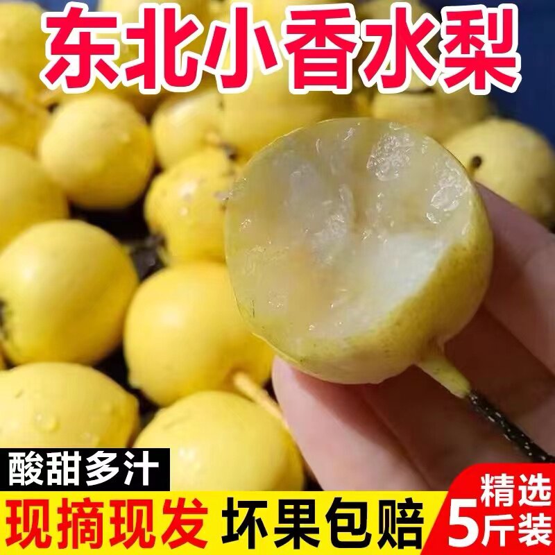 东北香水梨老品种小香水梨孕妇新鲜水果东北特产水果非南果梨5斤