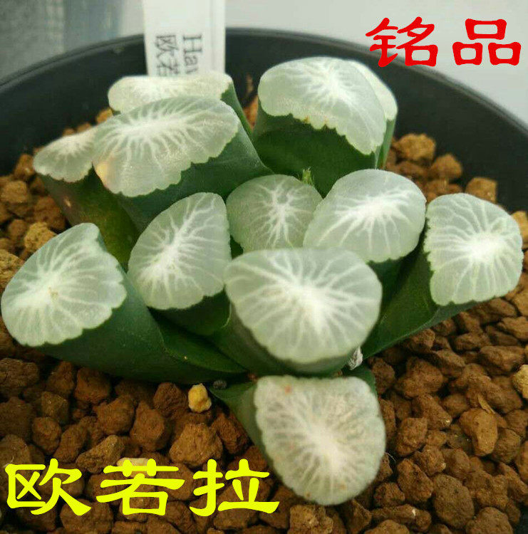 女神欧若拉万象十二卷稀有贵货多肉经典铭品玉露多肉植物大颗超大