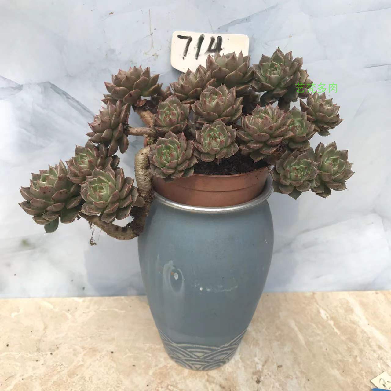 超大群生奥利维亚多肉植物老桩大颗一物一拍贵货稀有品种盆栽特大