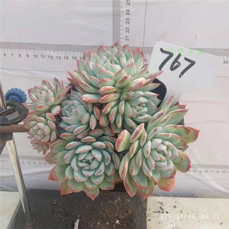 多肉植物花月夜老桩 图片 价格 多少钱 什么值得买