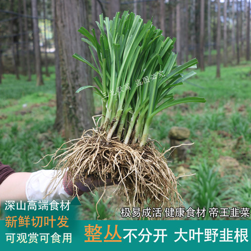贵州山韭菜大叶野韭菜根整丛带泥