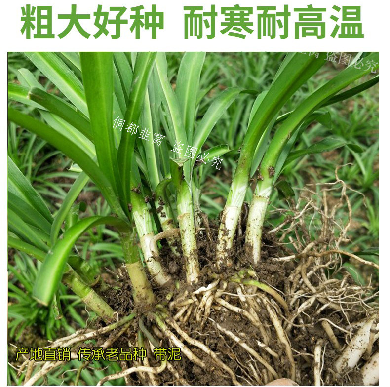 现挖大叶山野韭根阳台好种野菜