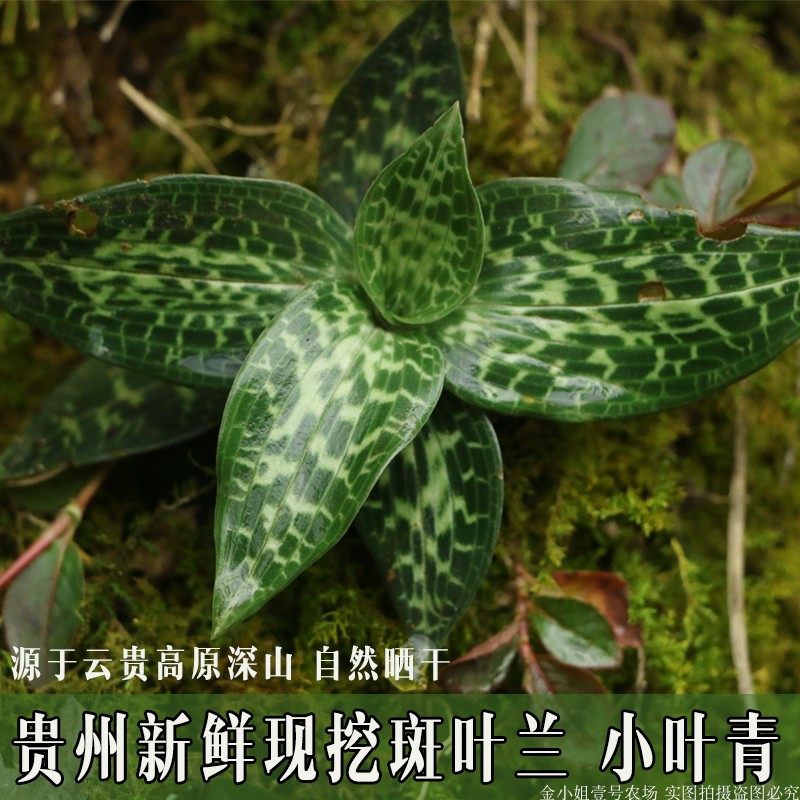 贵州深山斑叶兰现挖新鲜小叶青银线莲中药材带根花卉四季常春绿植