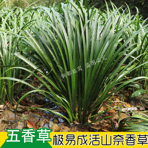 办公室室内阳台五香草带根香草