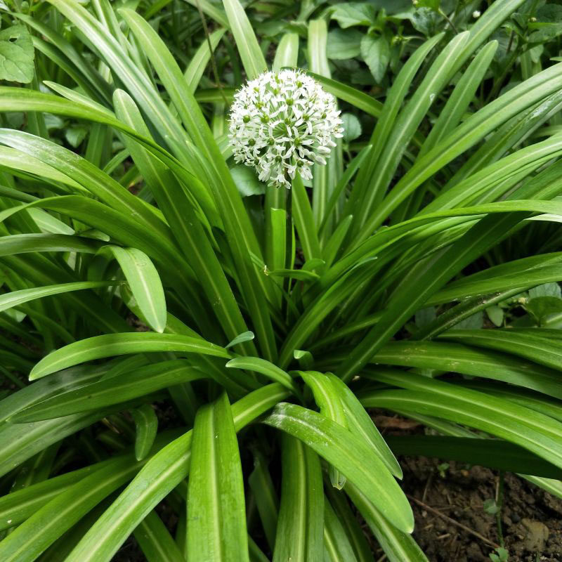 贵州野韭菜根苗现挖发货