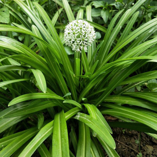贵州野韭菜根苗现挖发货