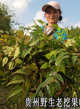 贵州高山野透骨香老娃叶新鲜摘晒干老挖叶养生茶泡水叶子滇白珠叶