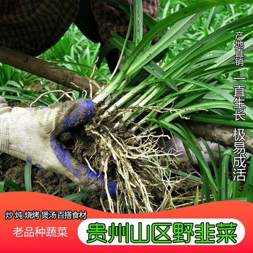 大叶野韭菜好种易活好看