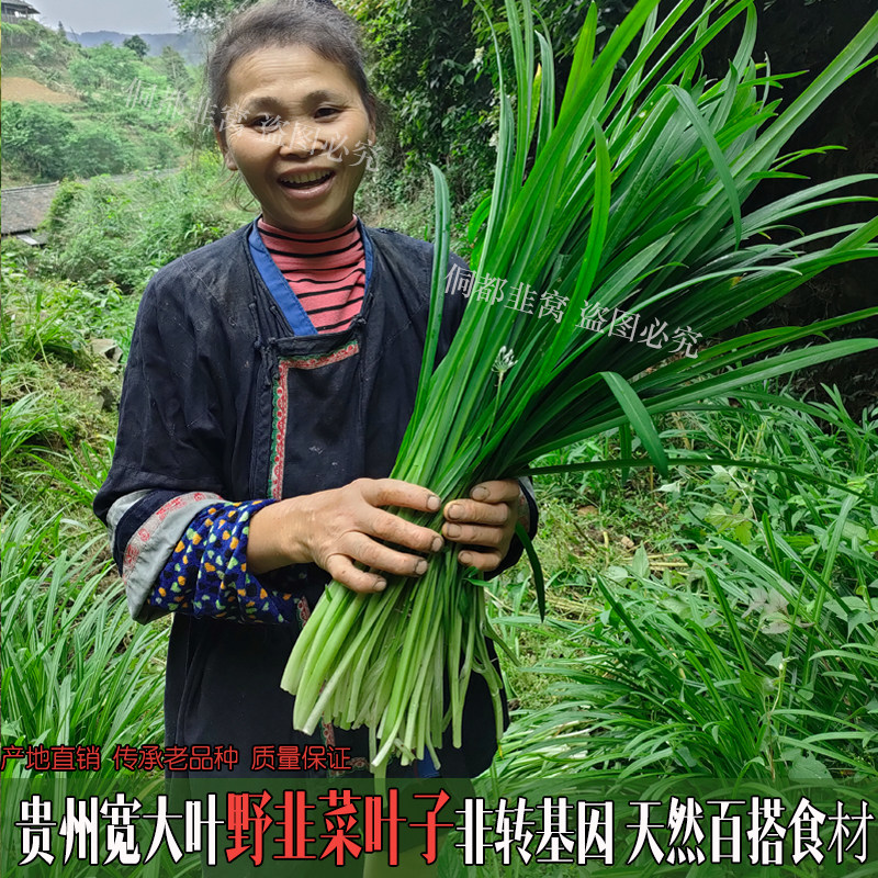 贵州大叶野韭菜叶子健康蔬菜