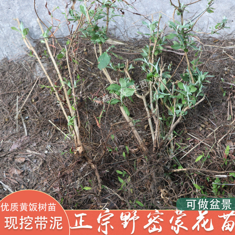 黄饭花贵州云南野生新货密蒙花黄米饭染料小锦花根五色花根苗好种