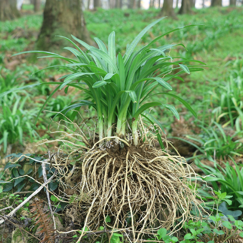 整颗带叶山韭深山现挖野菜