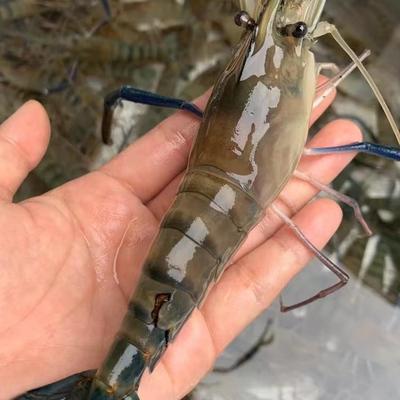 河虾长臂虾本土虾苗淡水虾大头虾