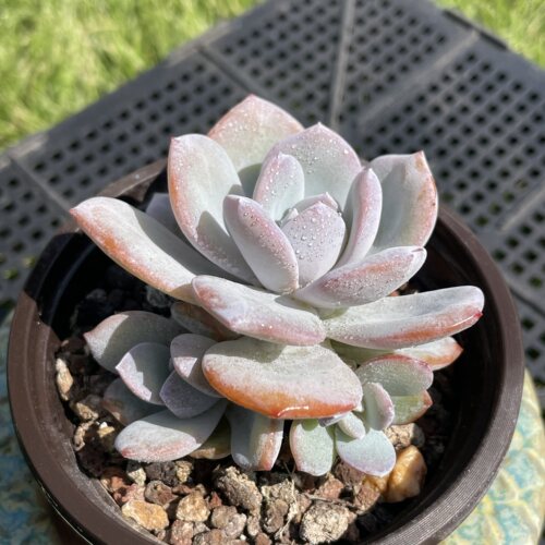 无肉不欢 原版 韩版奶茶 自然群生 一物一拍 多肉植物 0808更新