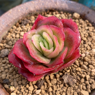 无肉不欢 一物一拍 多肉植物 0401更新 冰玫瑰锦