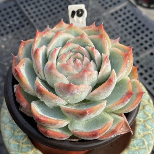 无肉不欢 侧影 一物一拍 多肉植物 0928更新