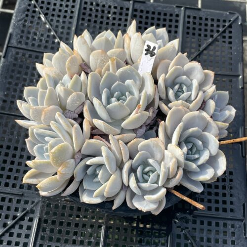 无肉不欢 白茶 一物一拍 多肉植物 0821更新