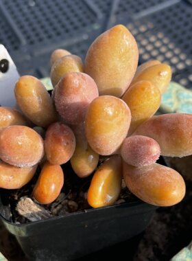 无肉不含 芒果奶酪 一物一拍 多肉植物 0514更新