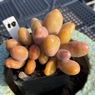 无肉不含 芒果奶酪 一物一拍 多肉植物 0414更新