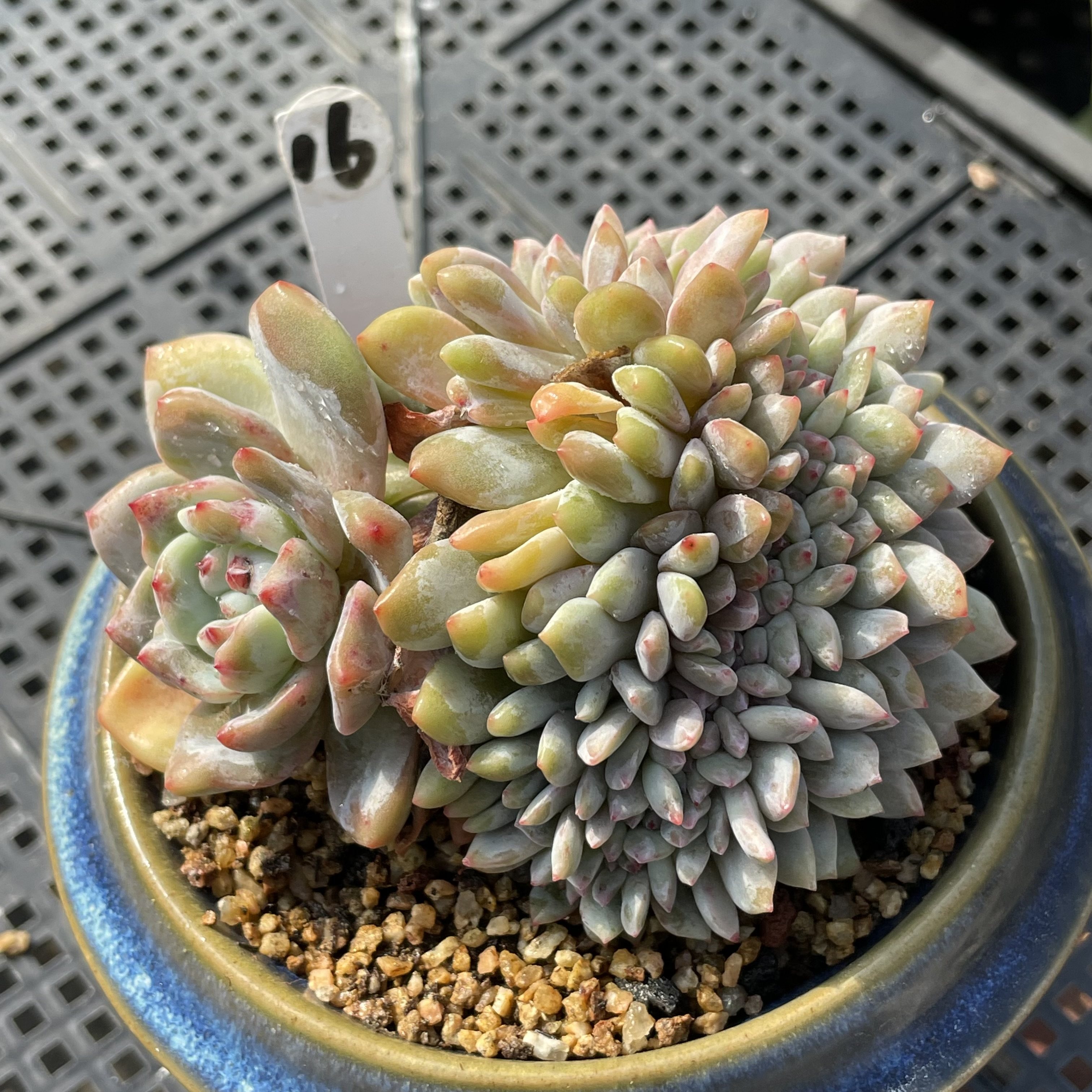 无肉不欢 控养梦露缀化 一物一拍 多肉植物 0122更新,鲜花速递/花卉仿真/绿植园艺,多肉植物,淘宝优惠券,粉丝福利购,淘宝优惠卷