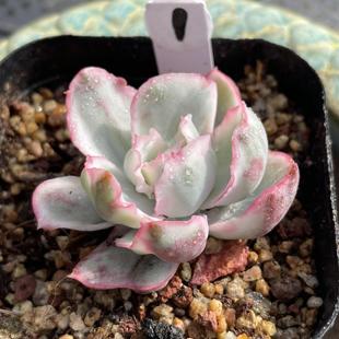 无肉不欢 伯克利锦自然群生 一物一拍 多肉植物 0123更新