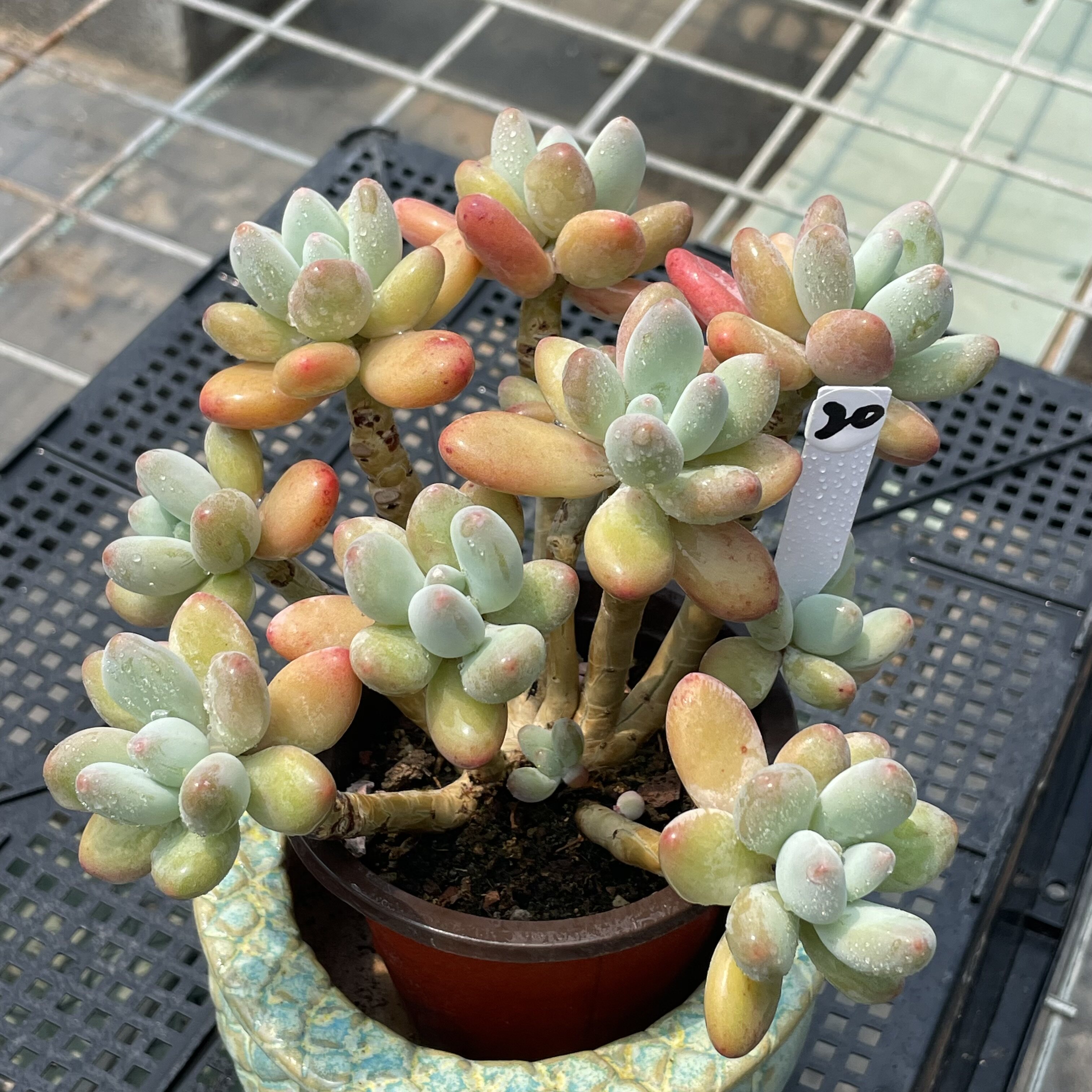 无肉不欢 苹果美人 一物一拍 多肉植物 0514更新