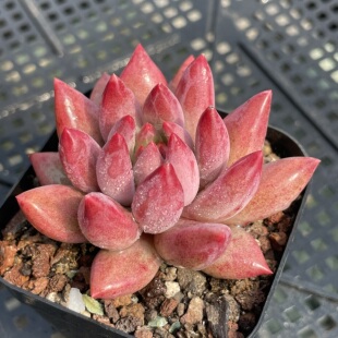 多肉植物 一物一拍 0325更新 虞美人 无肉不欢