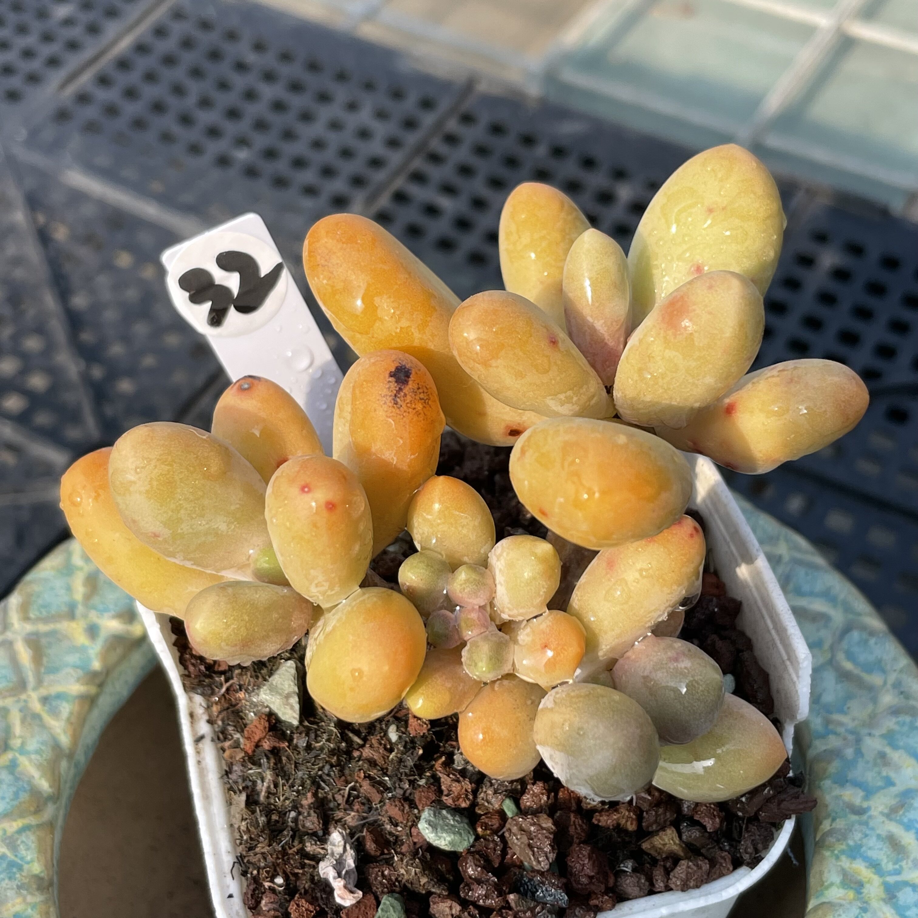 无肉不欢 糖果美人 一物一拍 多肉植物 0821更新