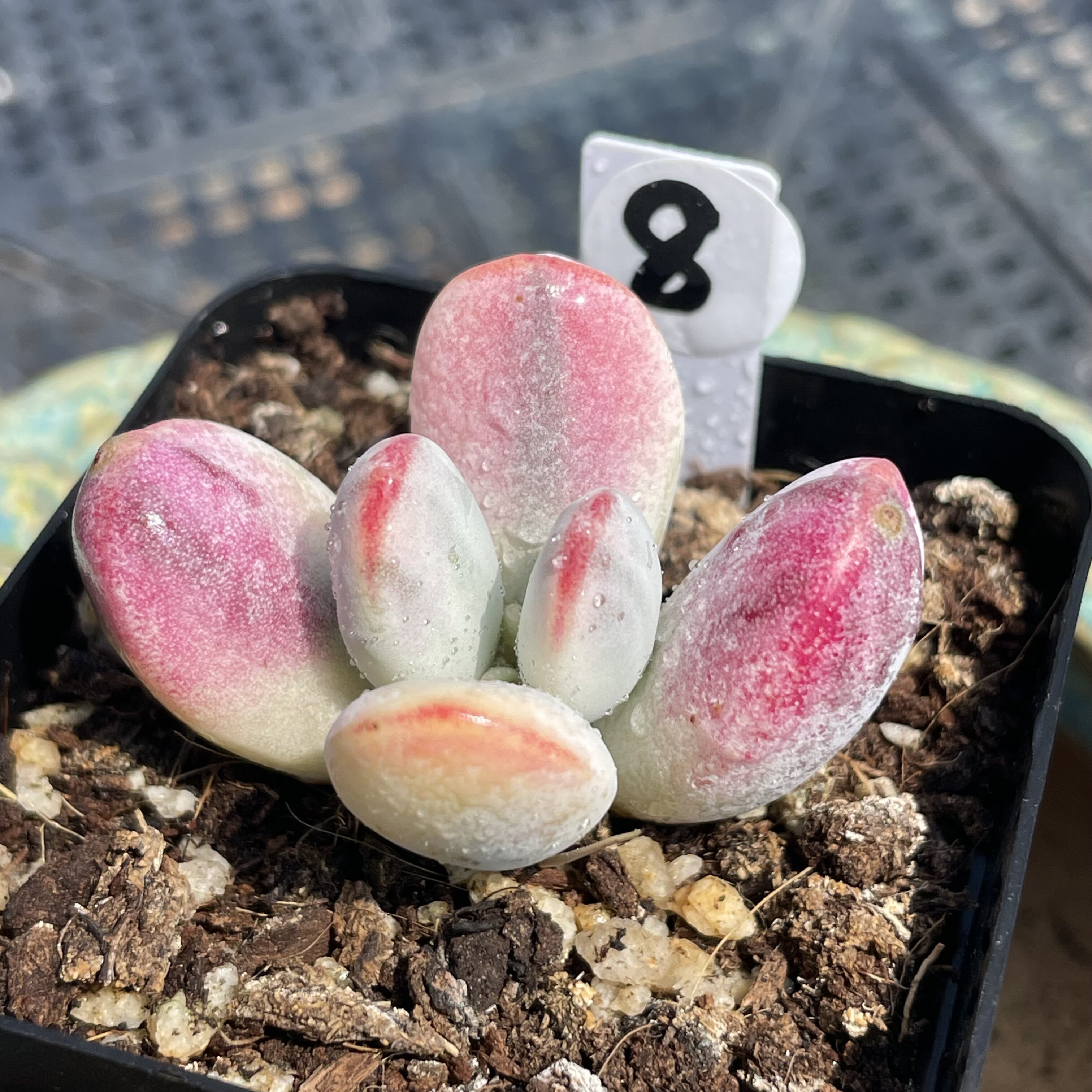 无肉不欢 乒乓福娘锦小苗 一物一拍 多肉植物 0524更新