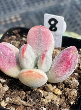 无肉不欢 乒乓福娘锦小苗 一物一拍 多肉植物 0524更新