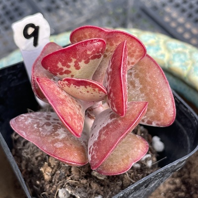 无肉不欢 爱心水泡 一物一拍 多肉植物 0112更新