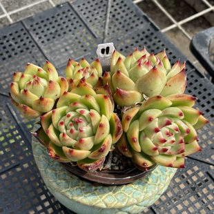 多肉植物 无肉不欢 一物一拍 蓝龙超级蓝龙 1114更新 正版