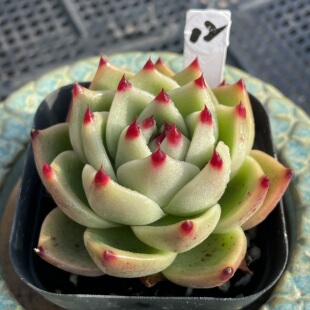 多肉植物 无肉不欢 一物一拍 蓝龙超级蓝龙 0325更新 正版