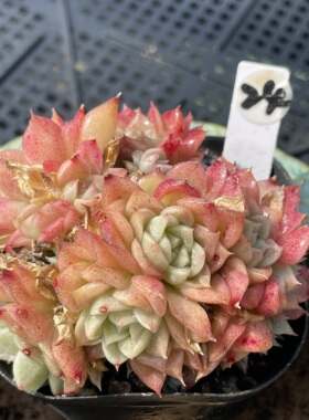 无肉不欢 麦秆优选1号 一物一拍 多肉植物 0313更新